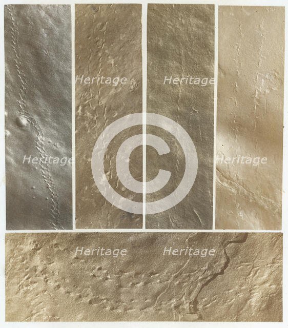 Ichnographs from the Sandstone of Connecticut River, published 1861. Creator: James Deane.