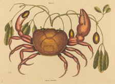 The Land-crab (Cancer ruricola), published 1731-1743. Creator: Mark Catesby.