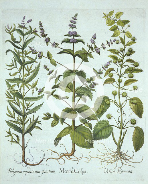 Spearmint, Roman Nettle and Long-Leaved Horsemint, from 'Hortus Eystettensis', by Basil Besler (1561