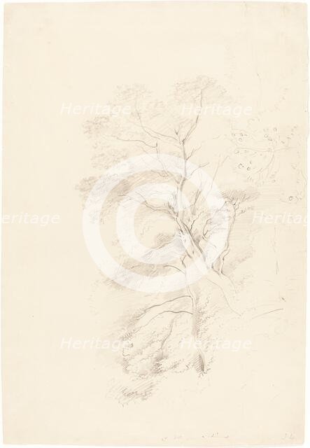 A Beech Wood, 1815. Creator: John Linnell the Elder.