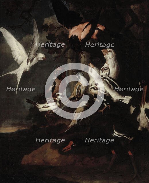 Exotic birds, 1668-1754. Creator: Karl Wilhelm de Hamilton.