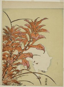 White Rabbit and Amaranth, c. 1771. Creator: Isoda Koryusai.