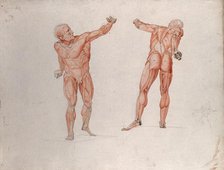Skeletal and myologic structure of the 'Borghese Gladiator' statue: two figures..., (1833?). Creator: Johann Conrad Zeller.