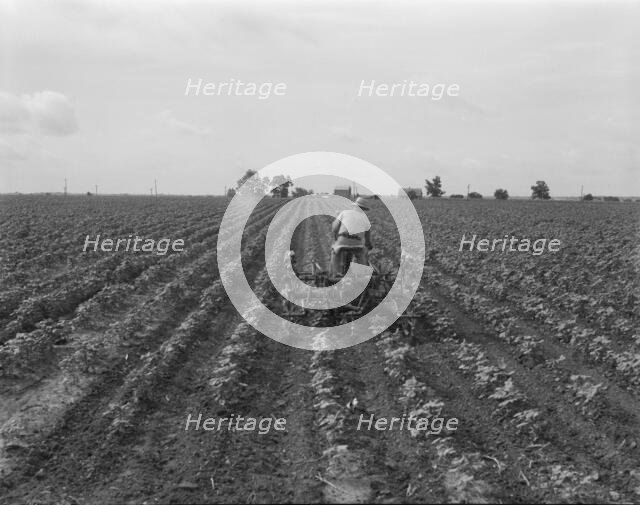 Tractor in cotton, near Corsicana, Texas, 1937. Creator: Dorothea Lange.
