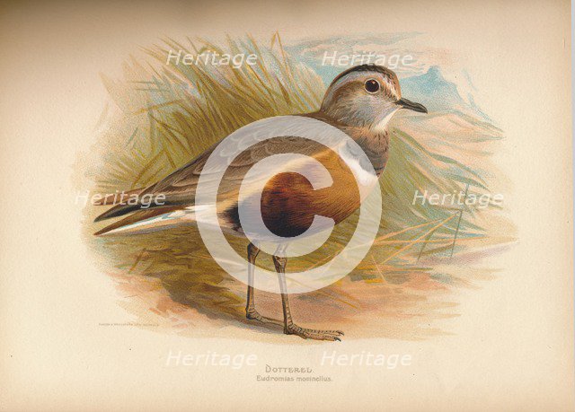 'Dotterel (Eudromias morinellus)', 1900, (1900). Artist: Charles Whymper.