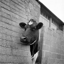 Cow peering around the corner of a brick buttress on a farm on the Isle of Wight, 1960s. Artist: John Gay.
