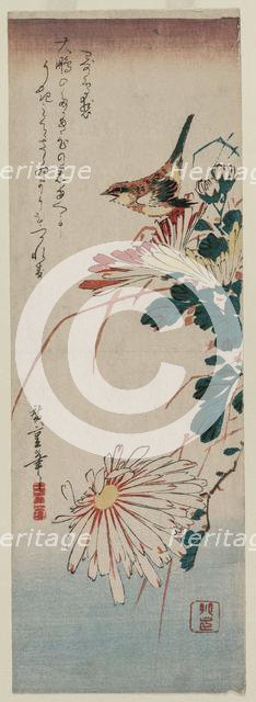 Warbler and Chrysanthemums, mid 1830s. Creator: Ando Hiroshige (Japanese, 1797-1858).