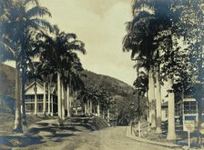 Ancon Hospital grounds, Panama: street with wooden buildings lined with palm trees, c1910. Creator: Unknown.