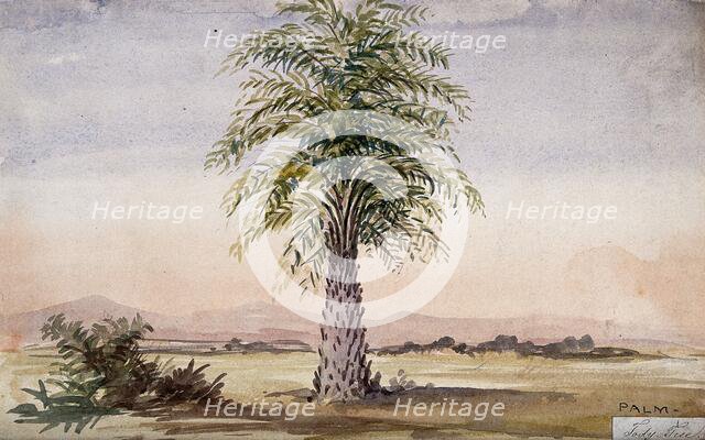 Palm tree (Cocos nucifera?) in arid landscape, 1862. Creator: Unknown.