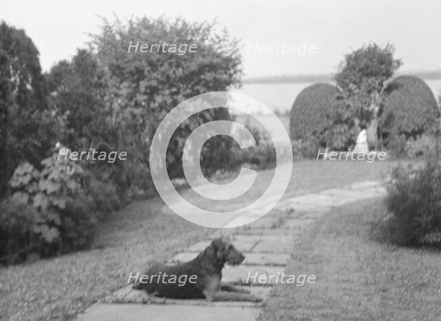 Dog on the grounds of "The Shallows," property of Lucien Hamilton Tyng, Southampton, Long Island, 19 Creator: Arnold Genthe.