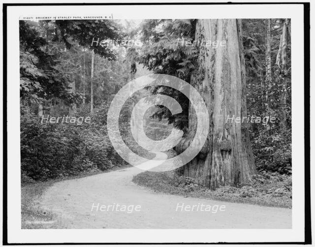 Driveway in Stanley Park, Vancouver, B.C., c1902. Creator: Unknown.