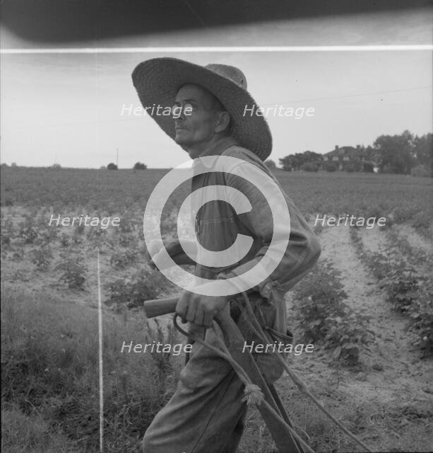 South Carolina sharecropper, 1937. Creator: Dorothea Lange.