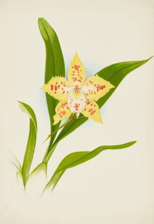 Orchid: Odontoglossum Loochristinii, 1907. Creator: Frederick William Bolas.