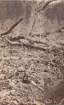 The Wilderness Battlefield, near Spotsylvania, Virginia, 1865 (?). Creator: Unknown.