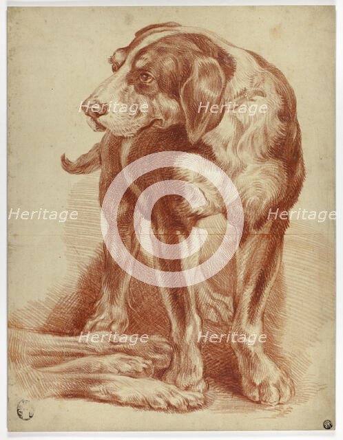 Hound Standing, n.d. Creator: Unknown.