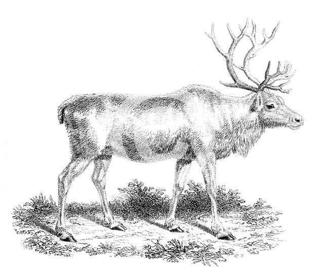 'Reindeer', 19th century. Artist: Unknown