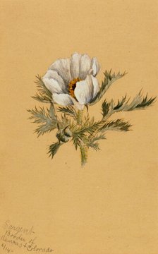 (Untitled) (Flower Study), 1883. Creator: Mary Vaux Walcott.