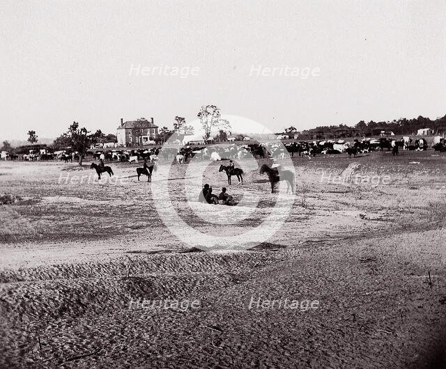 [Herd of Horses]. Brady album, p. 123, 1861-65. Creator: Unknown.