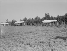 Cabins at the Delta cooperative farm, Hillhouse, Mississippi, 1937. Creator: Dorothea Lange.
