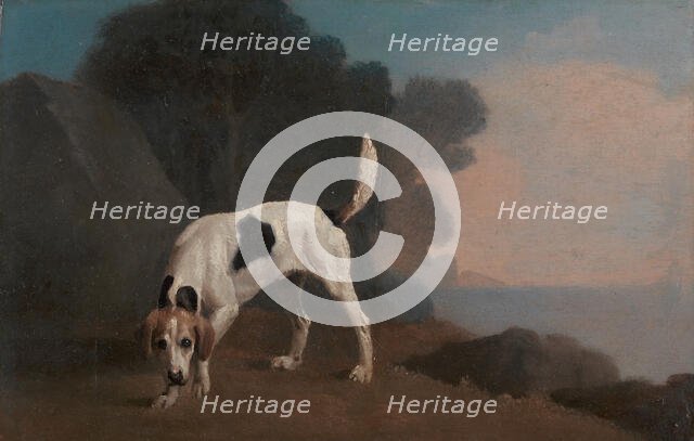 Foxhound;Foxhound on the Scent, ca. 1760. Creator: George Stubbs.