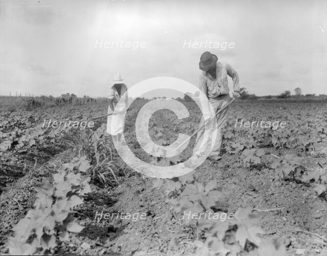 Hoeing - Alabama negro tenant farmer and part of his family, Eutaw, Alabama, 1936. Creator: Dorothea Lange.