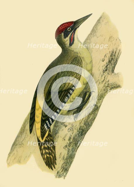 'Green Woodpecker', 1852, (1942).  Creators: Francis Orpen Morris, Richard Alington.