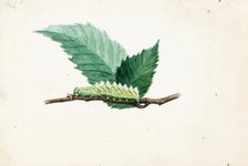 Jagged Leaf Edge Caterpillar..., late 19th-early 20th century. Creator: Louis Agassiz Fuertes.