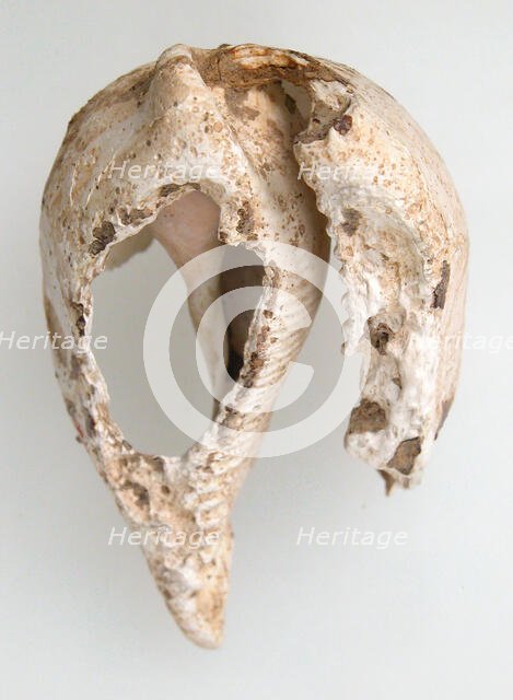 Shell, Frankish, 6th-7th century. Creator: Unknown.