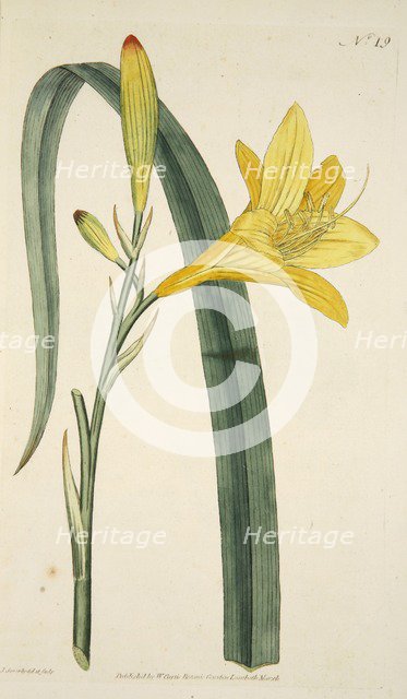 Hemerocallis Flava (Yellow Day Lily), pub. 1796 (hand coloured engraving). Creator: English School (18th Century).