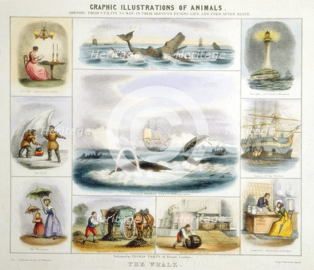 The Whale, c1850. Artist: Benjamin Waterhouse Hawkins