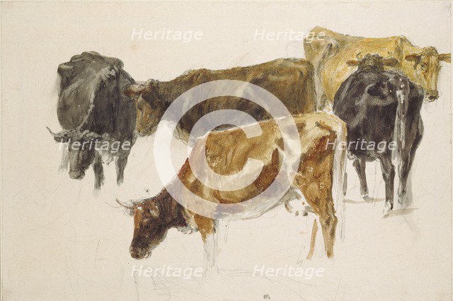 Study of a Group of Cows, c1801. Artist: JMW Turner.