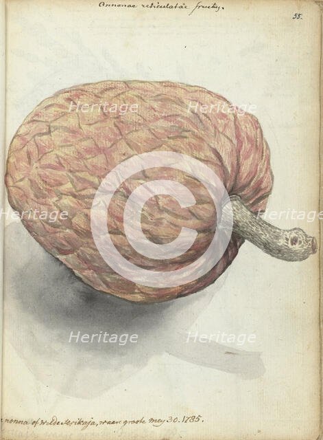 Boannona or wild serikaja, 1785.  Creator: Jan Brandes.