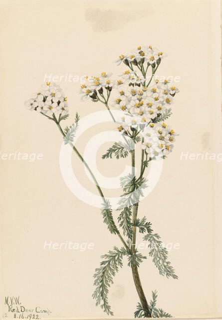 Western Yarrow (Achillea lanulosa), 1922. Creator: Mary Vaux Walcott.