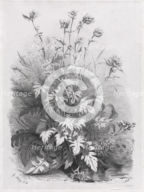 Groups of Various Plants Drawn After Nature: No. 7, 1848. Creator: Eugene Bléry (French, 1805-1886); Thierry frères.