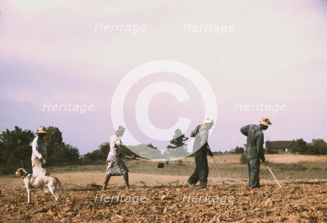 Chopping cotton on rented land near White Plains, Greene County, Ga., 1941. Creator: Jack Delano.