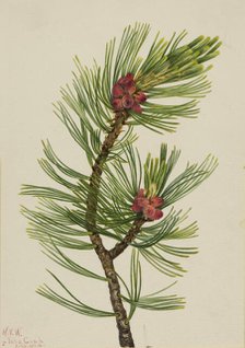 Whitebark Pine (Pinus albicaulis), 1924. Creator: Mary Vaux Walcott.