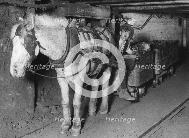 'Moles', c1900-1939(?). Artist: Unknown