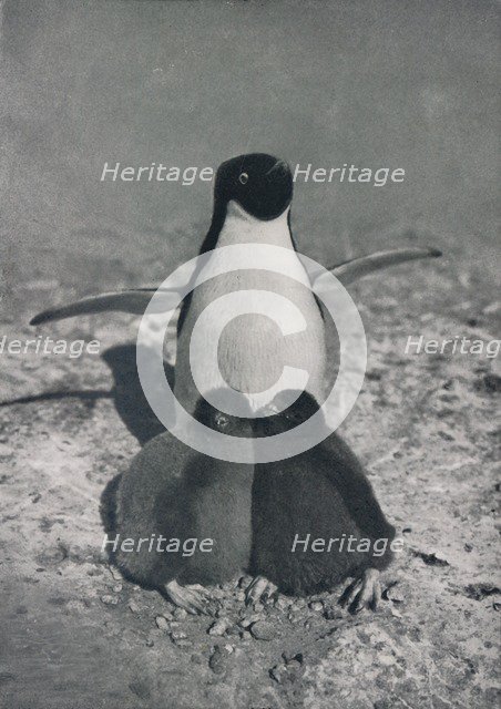 'A Proud Mother', c1911, (1913). Artist: Herbert Ponting.