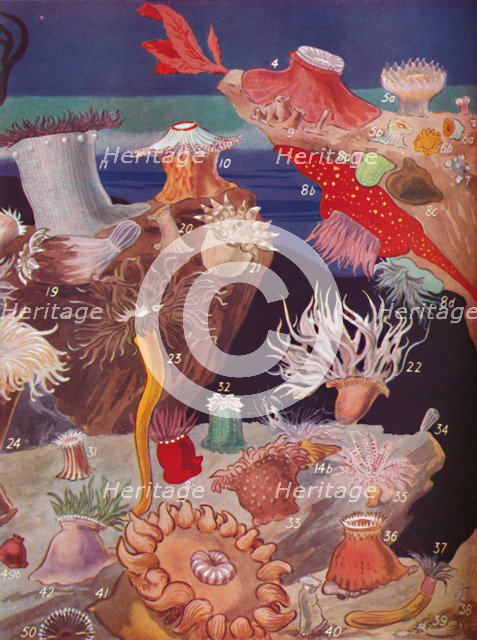 ' Over Fifty Varieties of Sea Anemones', 1935. Artist: Unknown.