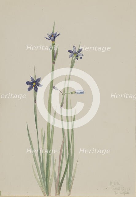 Blue-eyed-grass (Sisyrinchium angustifolium), 1920. Creator: Mary Vaux Walcott.