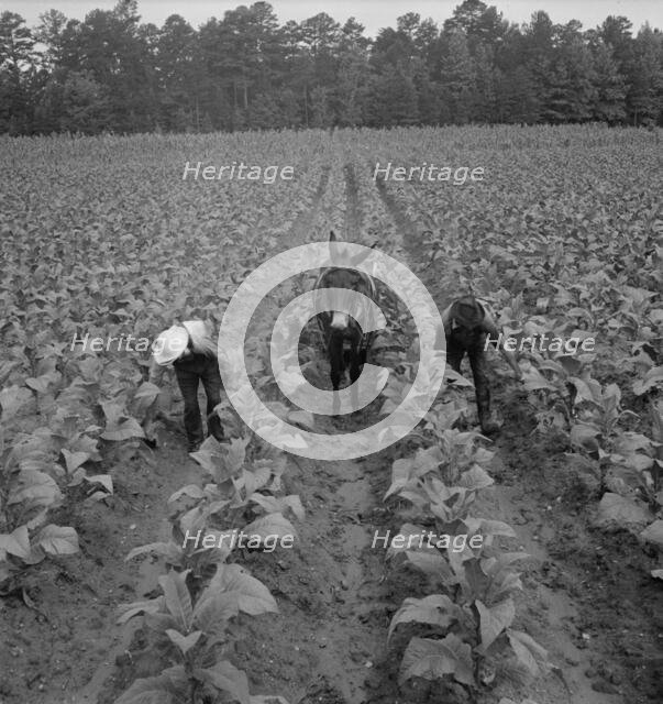 White sharecropper and wage laborer priming..., Granville County, North Carolina, 1939. Creator: Dorothea Lange.