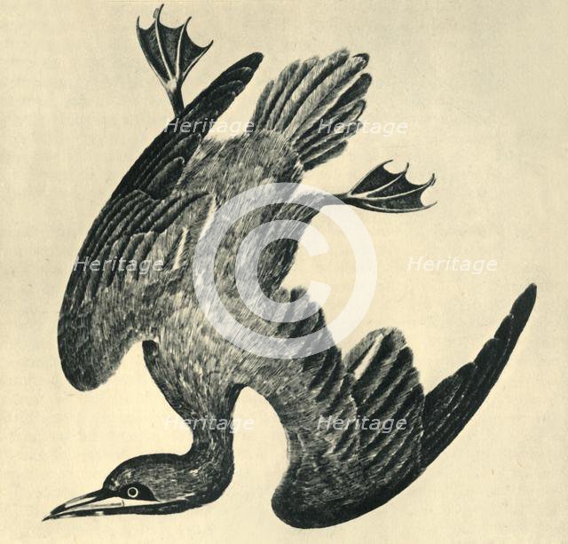 'Gannet', 1799, (1946).  Creator: Moses Griffiths.