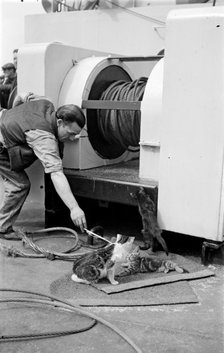 The ship's cat, c1945-c1965. Artist: SW Rawlings