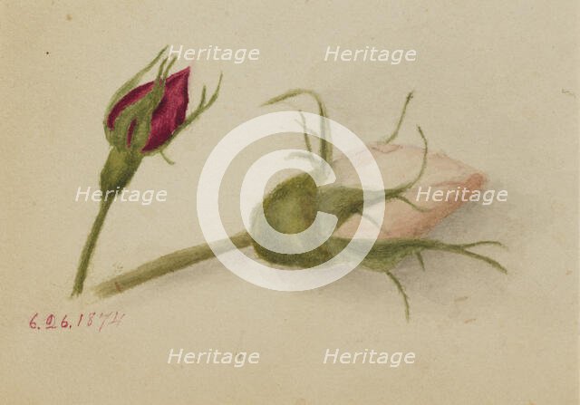 Untitled (Rosebuds), 1874. Creator: Mary Vaux Walcott.