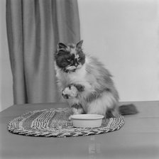 A long-haired tortoiseshell cat sitting on a mat beside a bowl of food, 1970. Artist: John Gay.