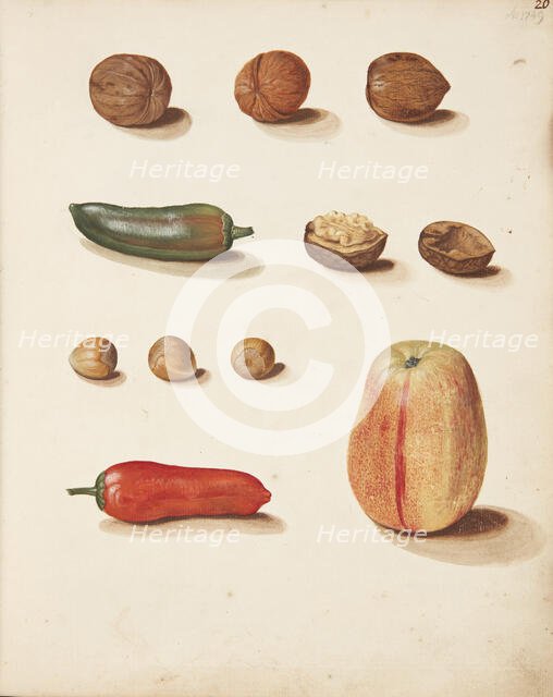 Study of apple, nuts and peppers, 1749. Creator: Fosie, Johanna Marie (1726-1764).