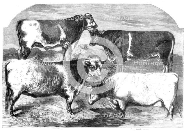 Prize Shorthorns at the Royal Agricultural Society's show, Canterbury, 1860. Creator: Harrison Weir.