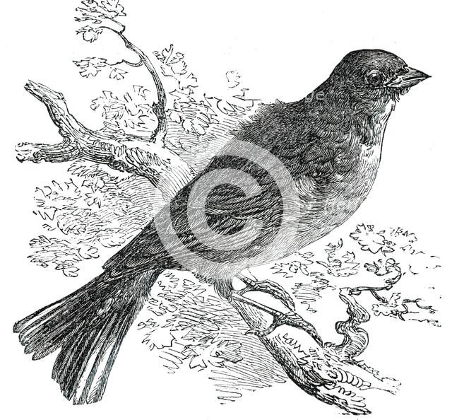 The Ortolan, 1850. Creator: Unknown.