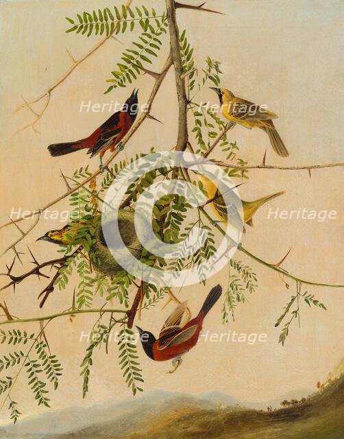 Orchard Oriole, 1830/1832. Creator: Joseph Bartholomew Kidd.