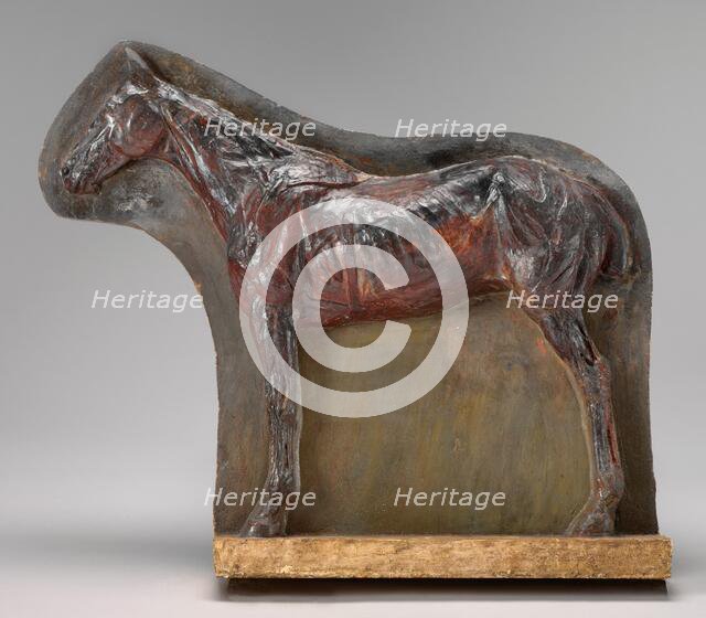 Ecorché: Relief of a Horse (Josephine), c. 1882. Creator: Thomas Eakins.